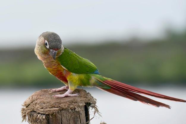 pineapple green cheek conure