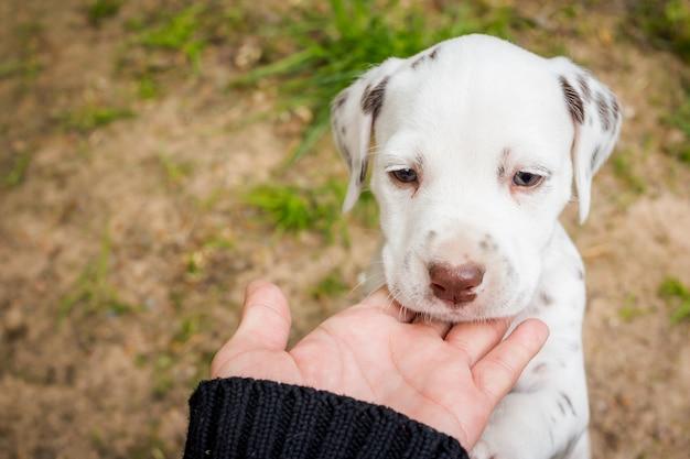 pitbull mixed with a dalmatian