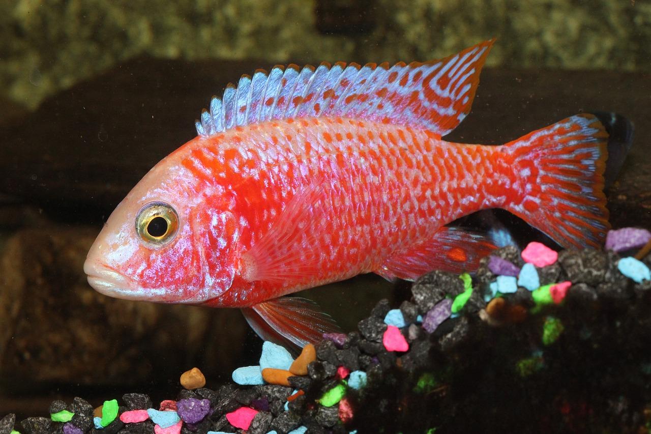 red terror cichlid