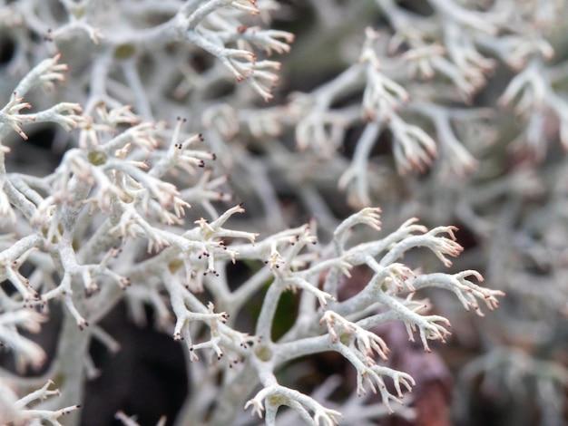 reindeer lichen