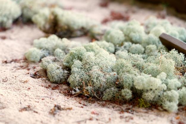 reindeer lichen