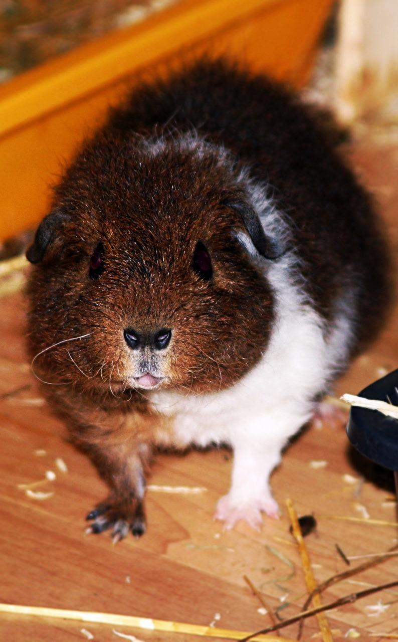 rex guinea pigs