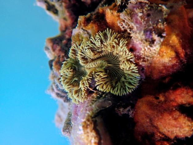 rock flower anemone