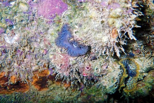 rock flower anemone