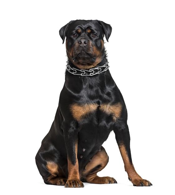 rottweiler mastiff mix