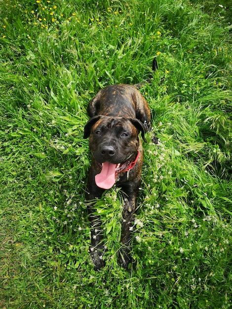 rottweiler mastiff mix