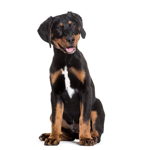 rottweiler mastiff mix