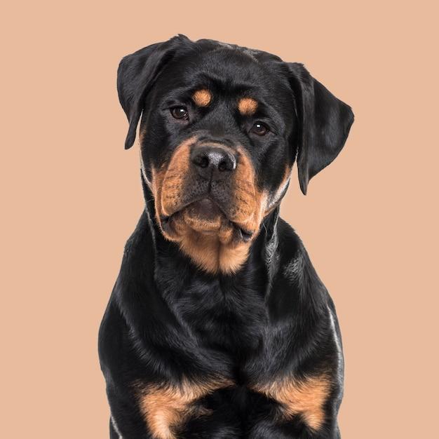 rottweiler mastiff mix