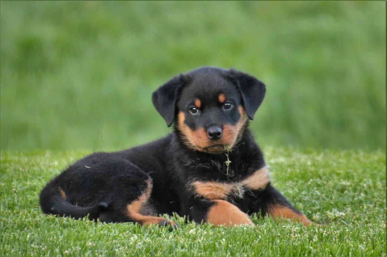 rottweiler pug mix