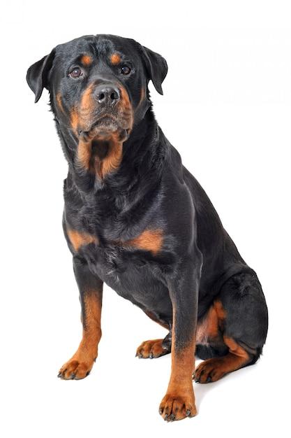 rottweiler pug mix