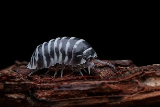 rubber ducky isopod