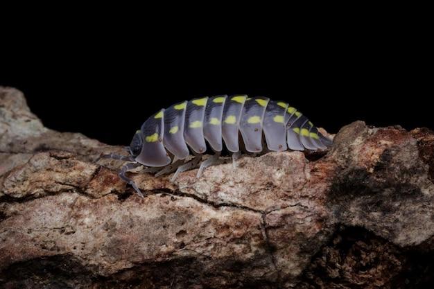 rubber ducky isopod