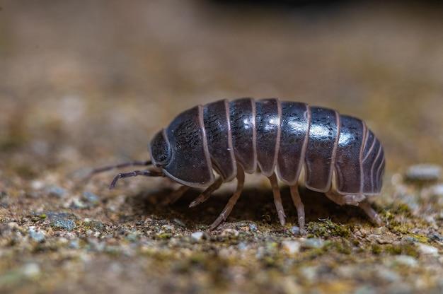 rubber ducky isopod