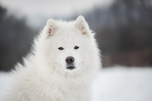 samoyed alaskan malamute