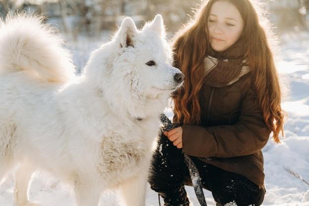 samoyed alaskan malamute