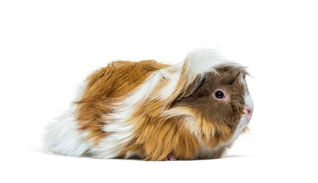 sheltie guinea pigs