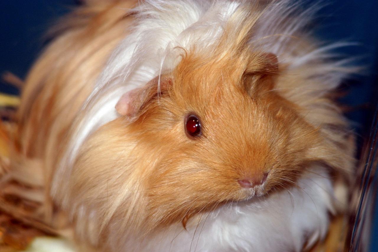 sheltie guinea pigs