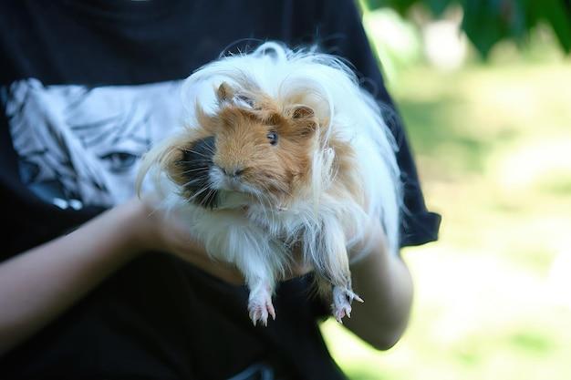 sheltie guinea pigs