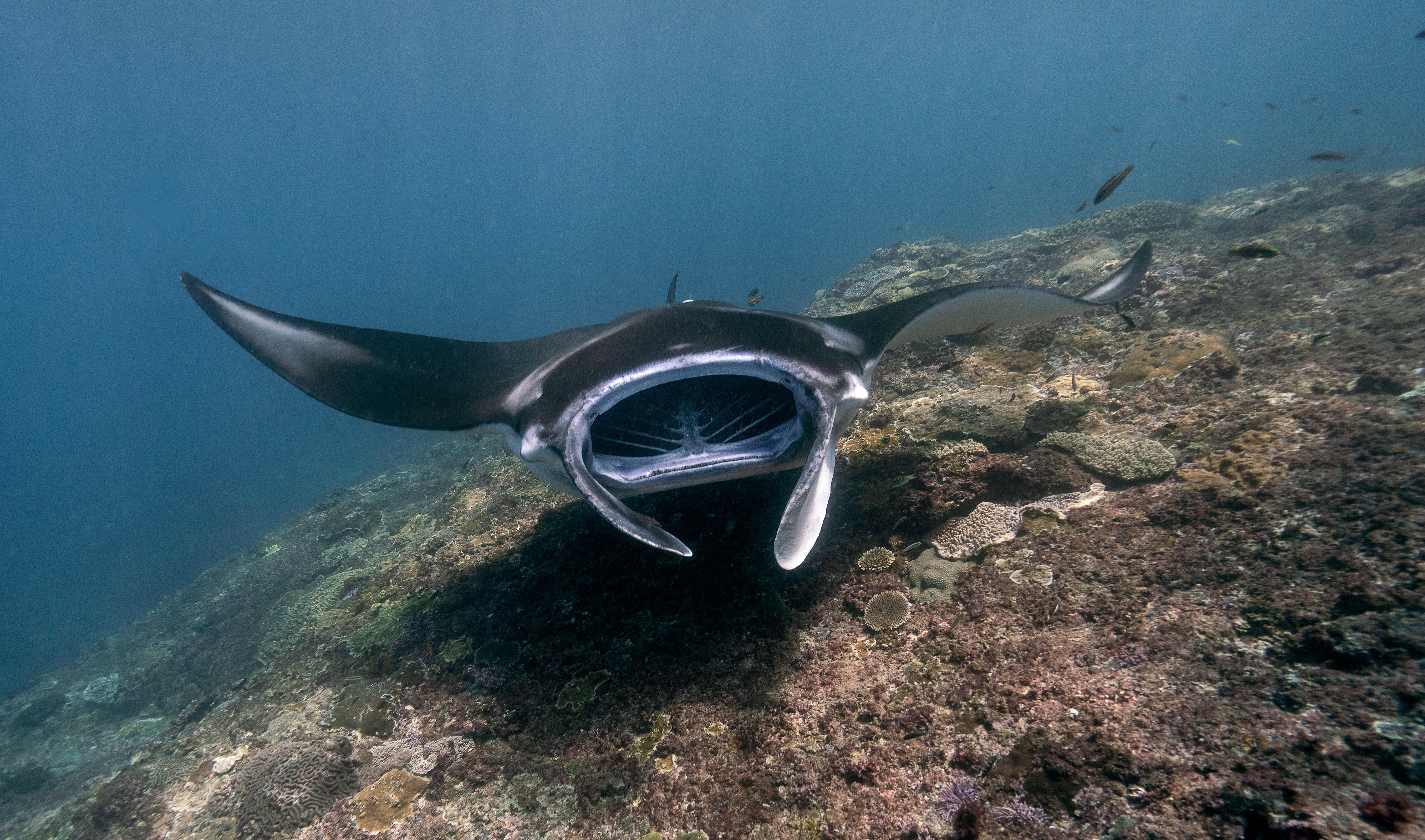 sheraton manta ray