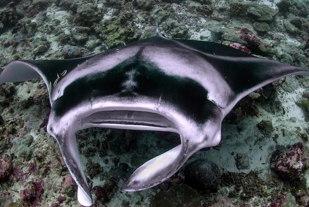 sheraton manta ray