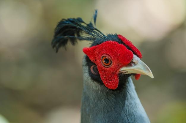 siamese chickens