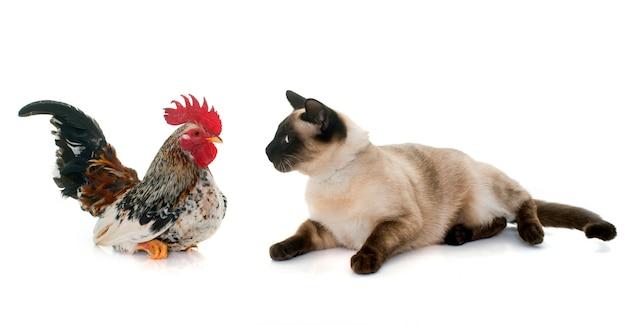 siamese chickens