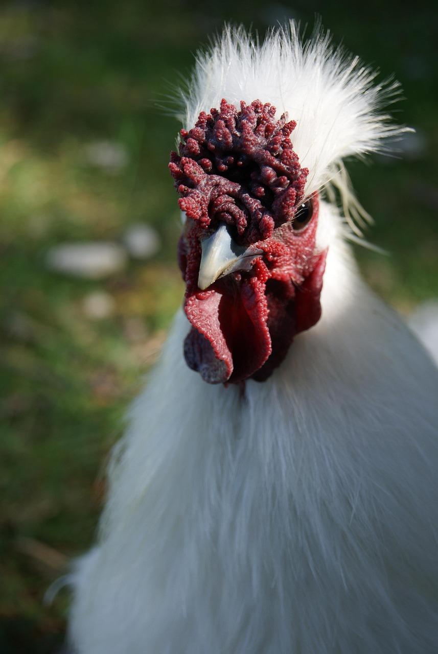 silkie roo vs hen