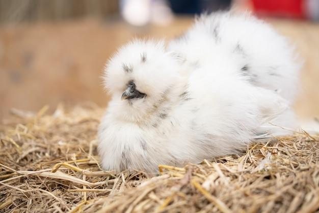 silkie roo vs hen