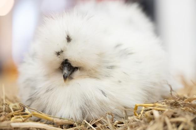 silkie roo vs hen