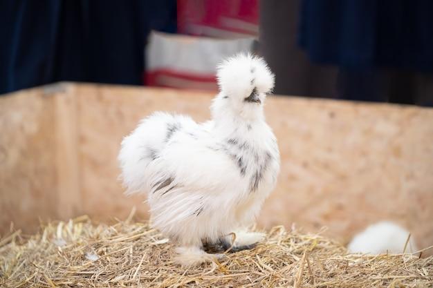 silkie roo vs hen