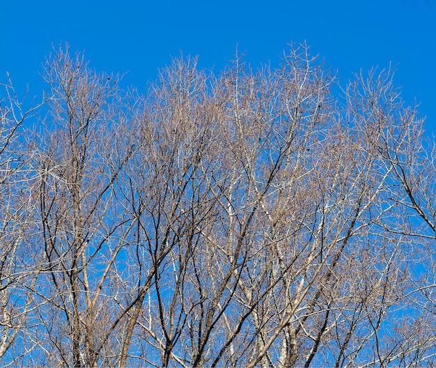 skyward hobart