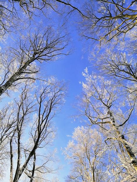 skyward hobart