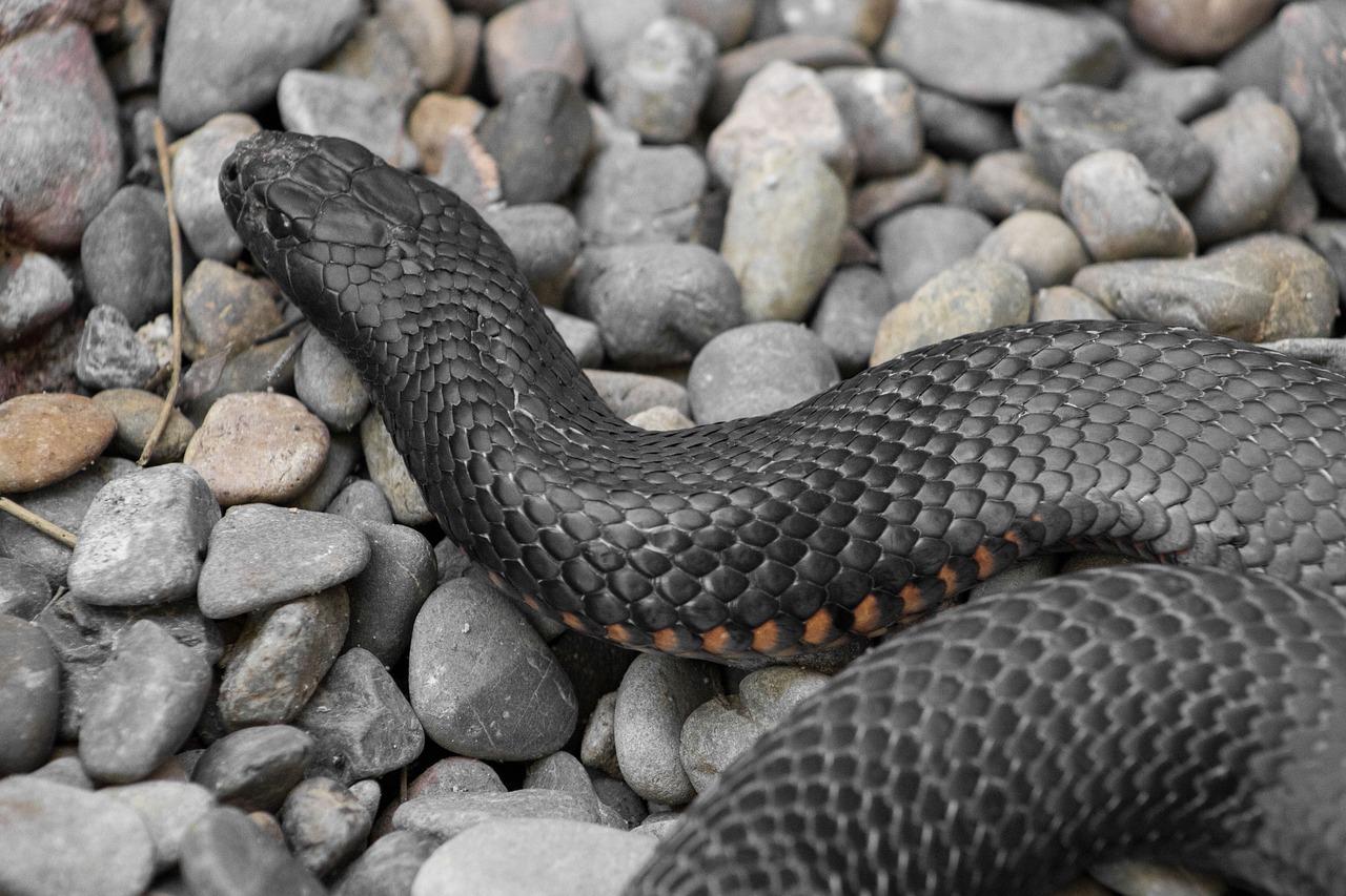 snakes in maine