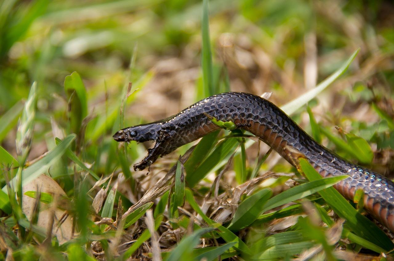 snakes in maine