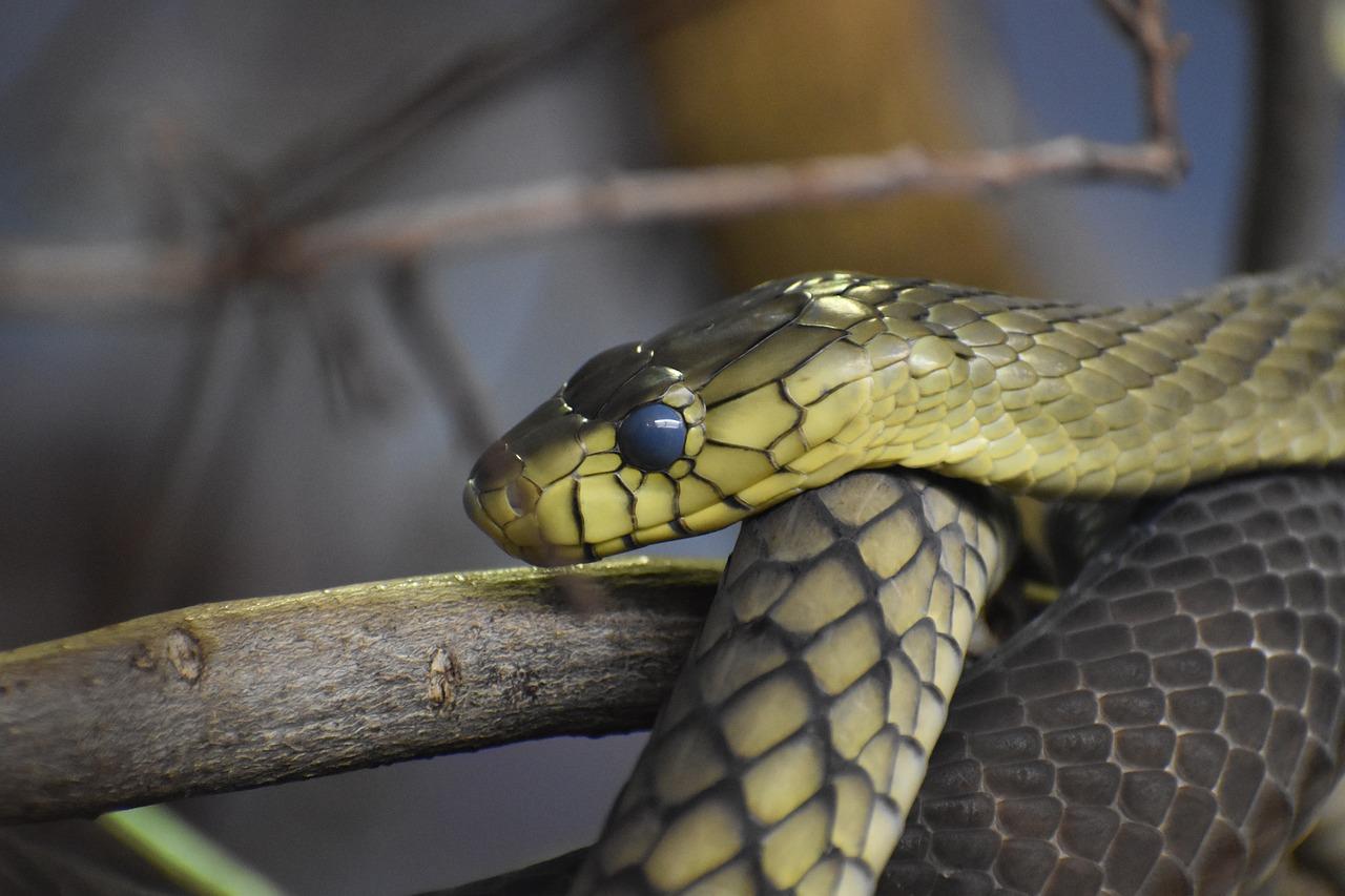 snakes in maine