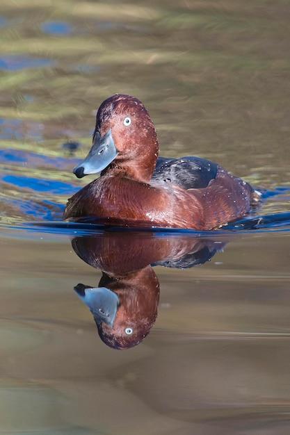 spain duck