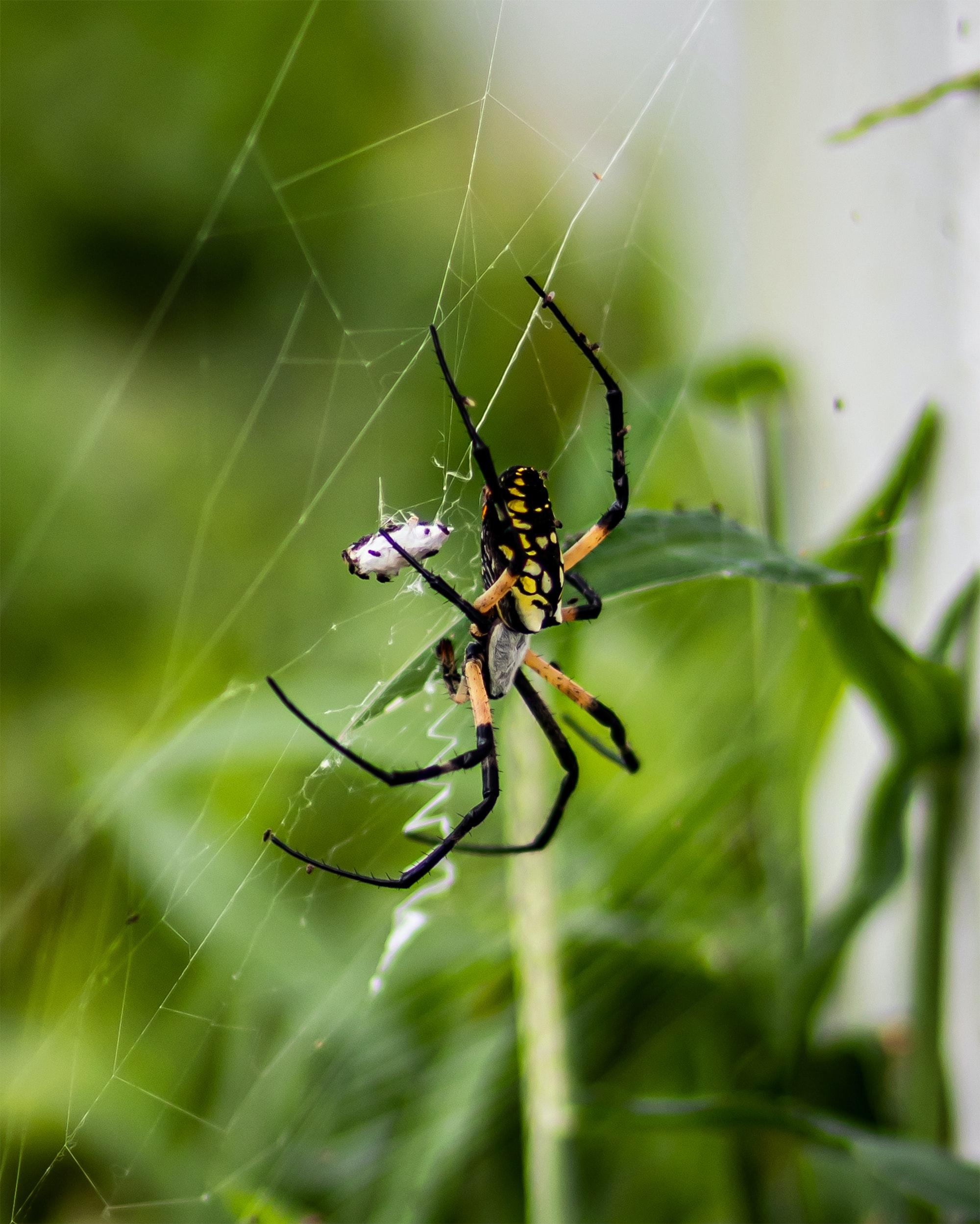 spiders in hawaii