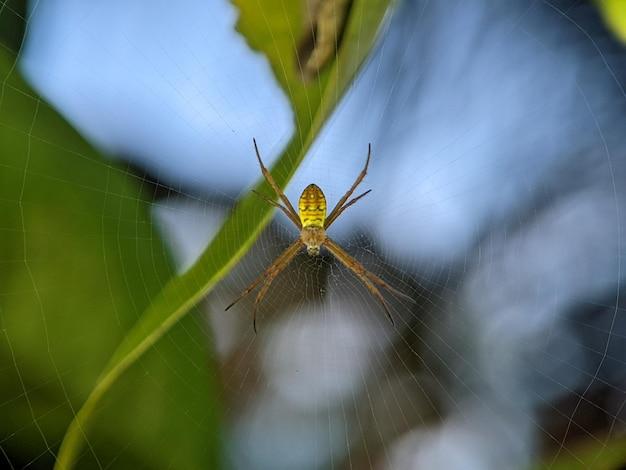 spiders in hawaii