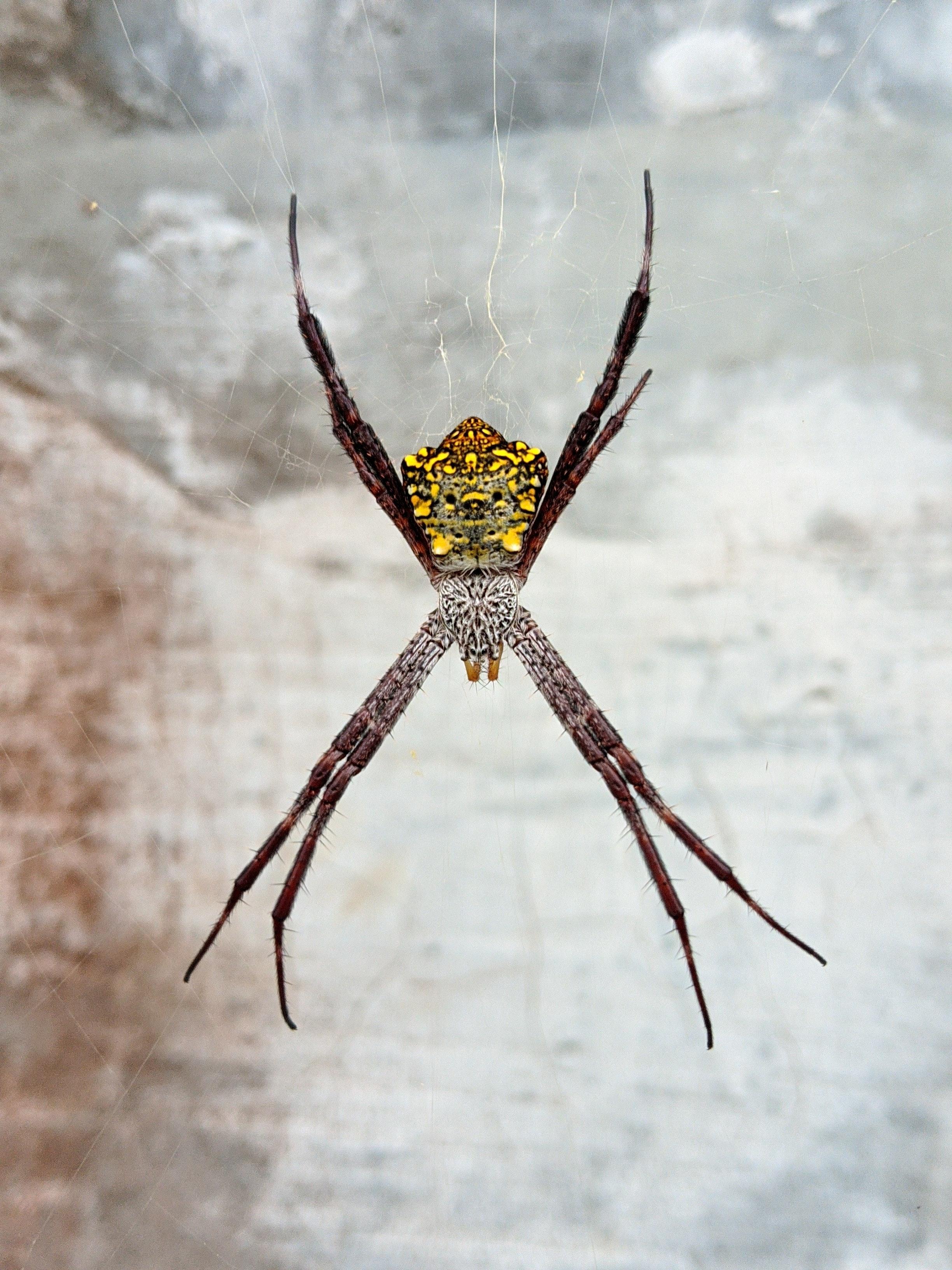 spiders in hawaii