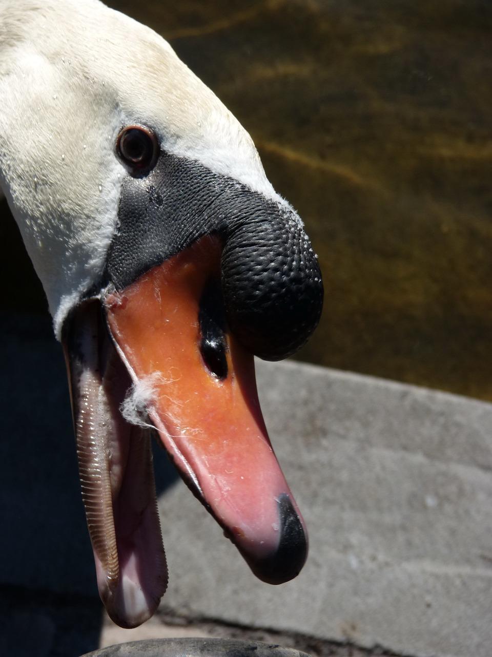 swan teeth