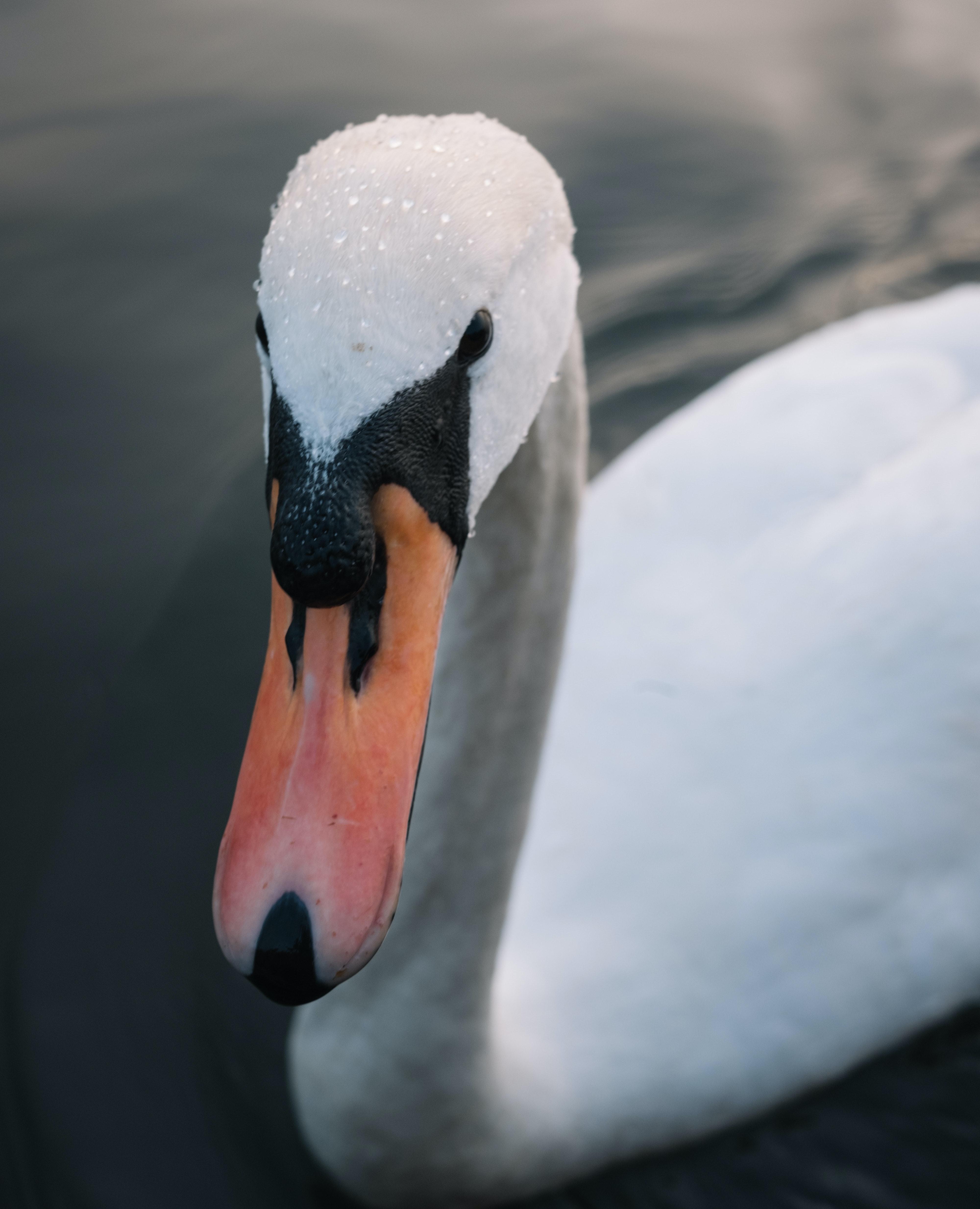 swan teeth