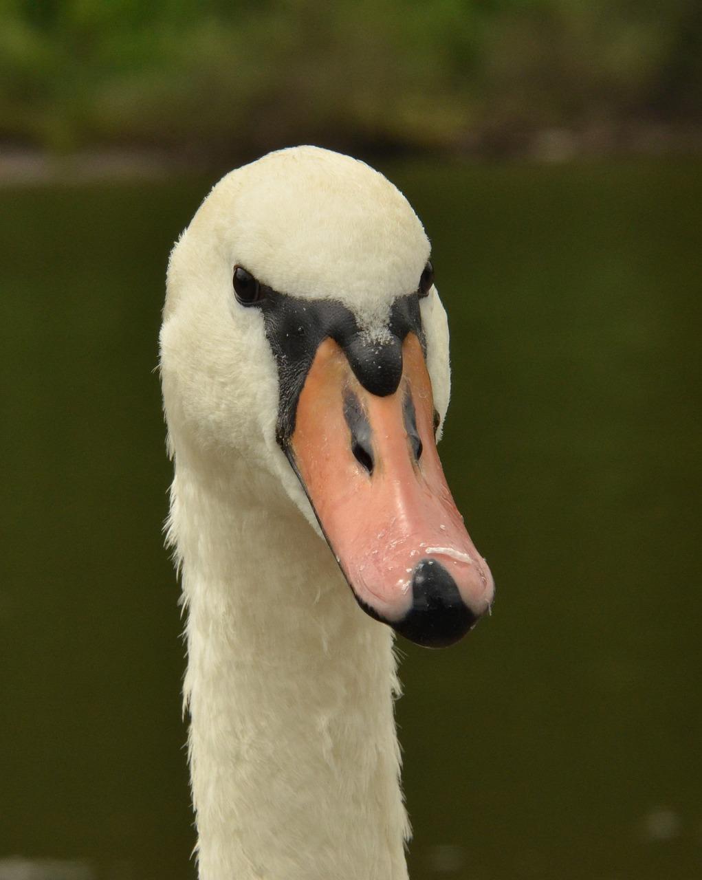 swan teeth