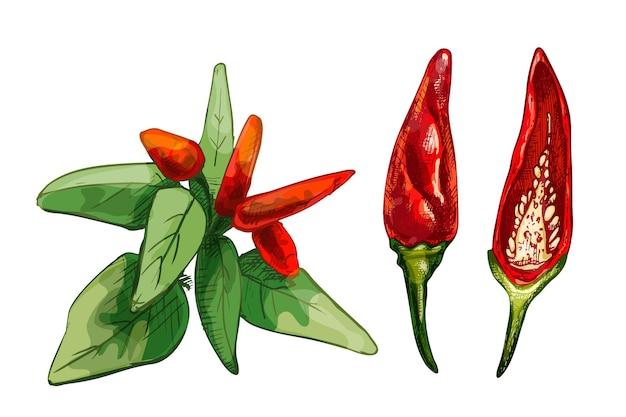 tabasco pepper pulp