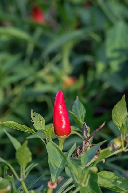 tabasco pepper pulp