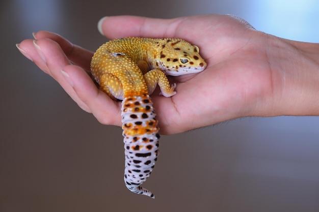 tangerine leopard gecko