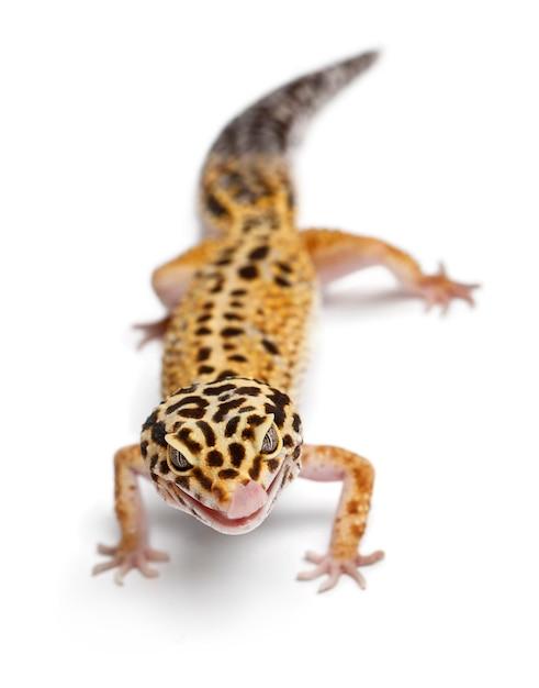 tangerine leopard gecko