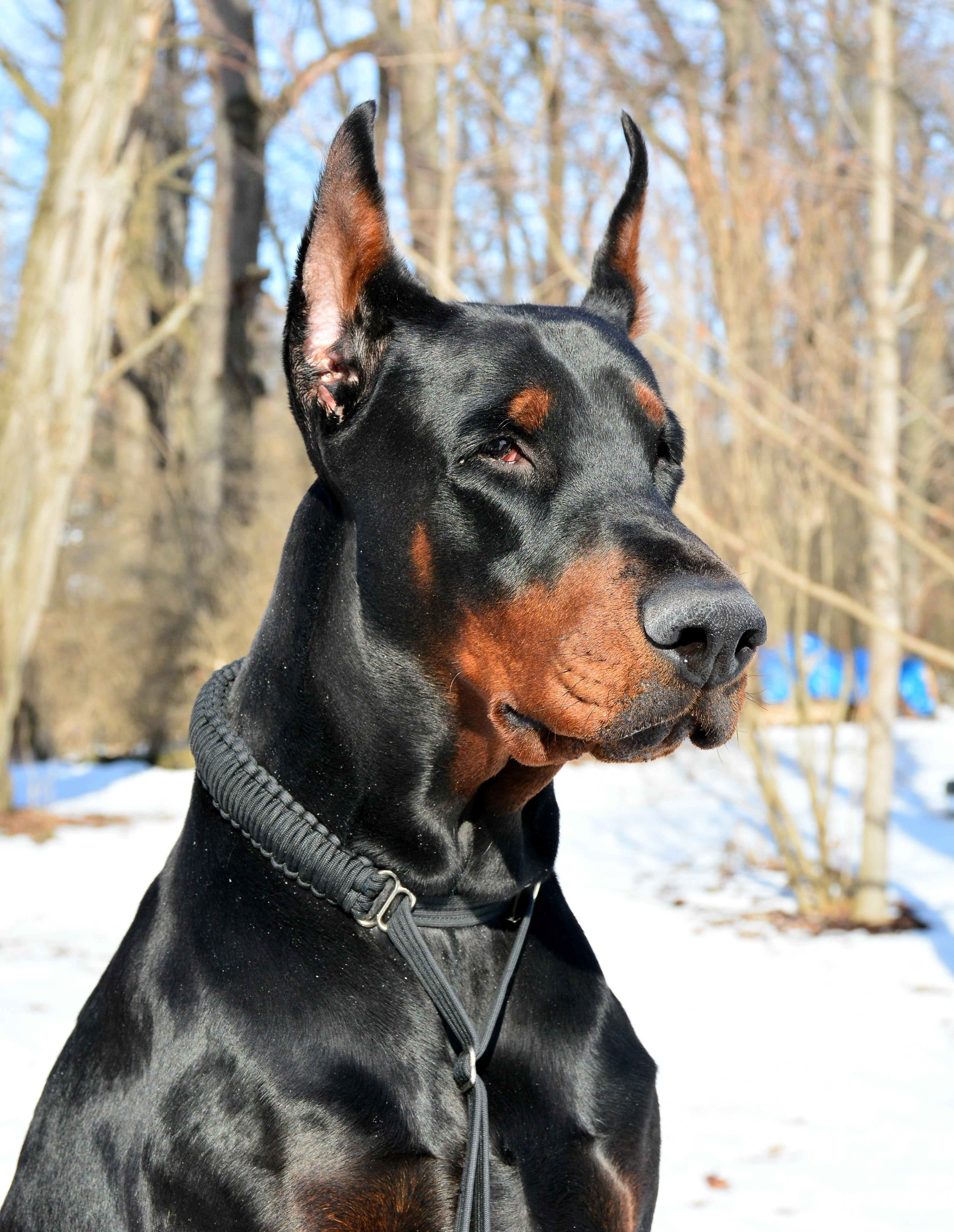 doberman all black