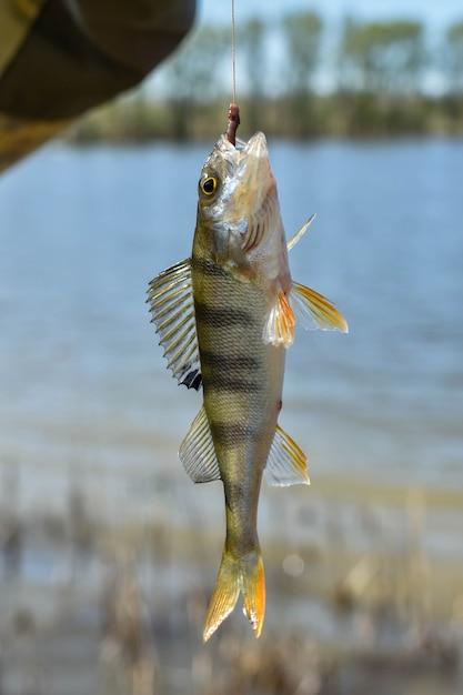 catching a fish on a line