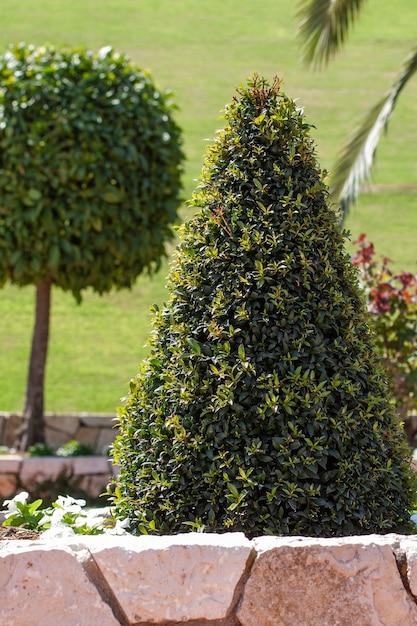 eugenia topiary