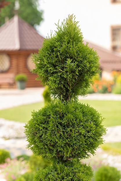 eugenia topiary